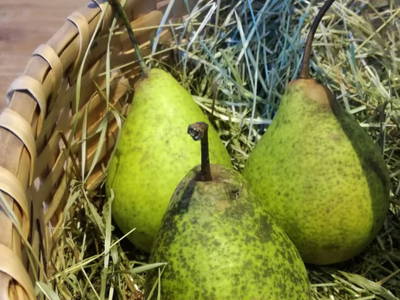 Bild 21 aus  Chalet Troadkasten - Biohof Kreilgut