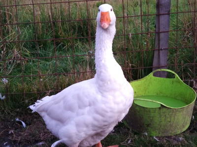 Bild 259 aus  Bräuhauser