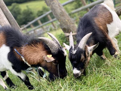 Bild 17 aus  Ederbauer