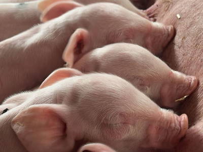 Bild 3 aus  Tuscherhof