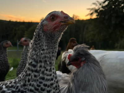 Bild 60 aus  Gschmairer Sonnenhäuschen