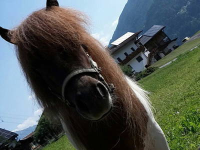 Bild 83 aus  Tobadillerhof Kinderbauernhof Pitztal Tirol