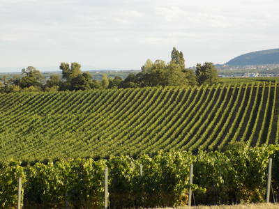Weinwanderweg Schwarzes Kreuz