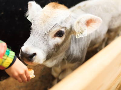 Bild 60 aus  Haus Bernardes