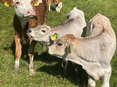 Bild 12 aus  Hanslgrabner