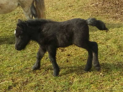 Bild 26 aus  Eselhof Himmelmayer