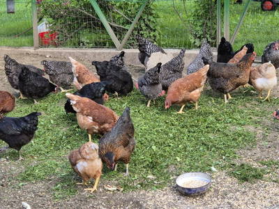 Bild 59 aus  Bauernhof & Erlebnisimkerei Adamk