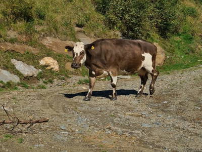 Bild 151 aus  Hoanz´nhof