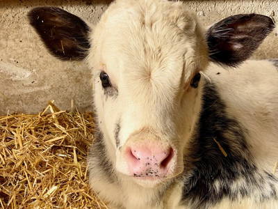 Bild 100 aus  Ederbauer