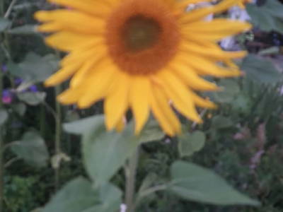 Bild 44 aus  Hof Wieser - Kinderbauernhof