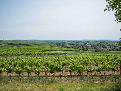 Bild 25 aus  Rebenhof