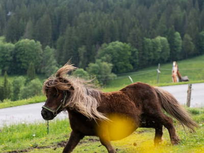 Bild 141 aus  Göttfriedbauer