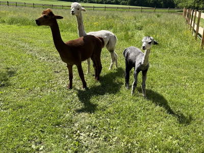 Bild 13 aus  Rabl vlg. Wirth