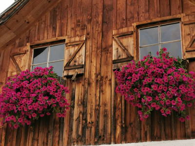 Bild 97 aus  Sank Haus - Alte Mühle