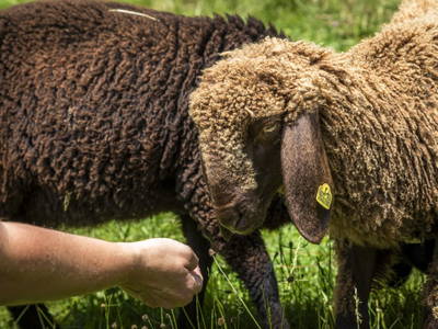 Bild 89 aus  Mittergasteg