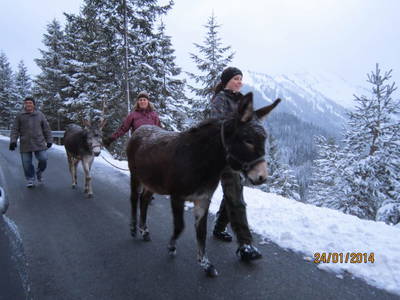 Bild 67 aus  Rimmlhof & Rimmlstube