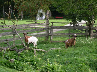 Bild 43 aus  Blattlbauer