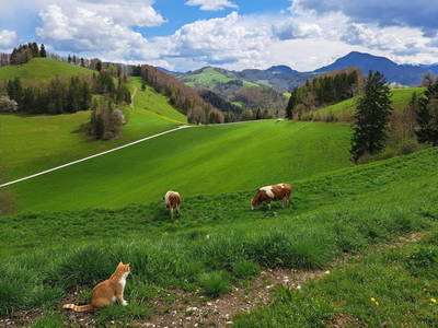 Bild 17 aus  Brettmaisserhof