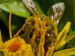 Bild 16 aus  Bergbauernhof Aichele