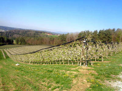 Bild 47 aus Apfelhof