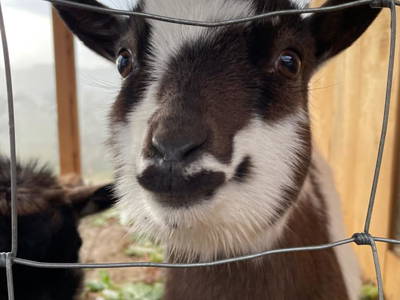 Berta unsere Zwergziegendame