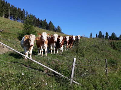 Bild 109 aus  Almhütte Wiedhupf