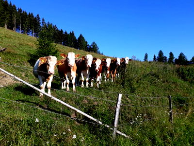 Bild 109 aus Almhütte Wiedhupf