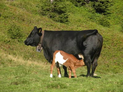 Bild 38 aus  Alpenhof Grafleiten