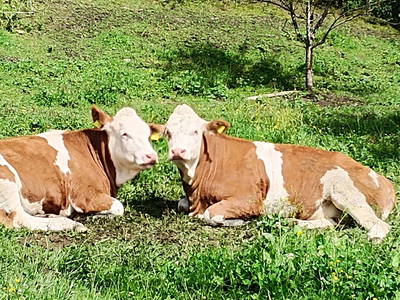 Bild 21 aus  Familienparadies Zeislerhof