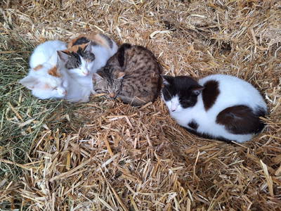 Bild 35 aus  Geiregger