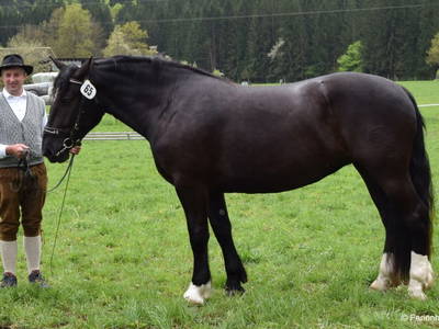 Bild 44 aus  Ferienhof Sturm