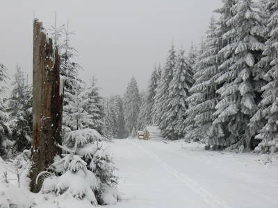 Winter im "Schwarzwälder-Hochwald" bei Hattgenstein