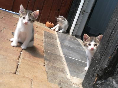 Bild 27 aus  Ferienhof Ritter im Harz