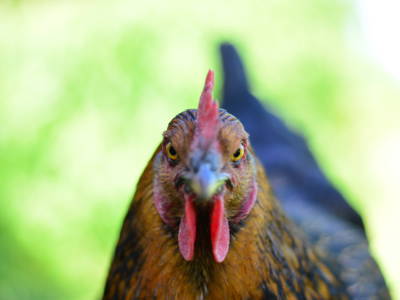 Bild 12 aus  Bauernhof Wehrhoff