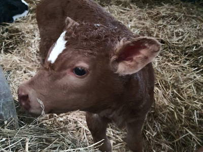 Bild 35 aus  Bauernhofpension Bals