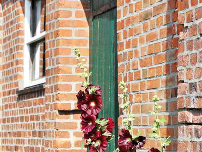 Stockrosen am Stallgebäude