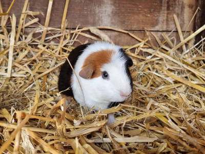 Bild 35 aus  Leverenzhof