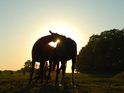 Bild 33 aus  FerienGut Dalwitz     www.feriengutdalwitz.de