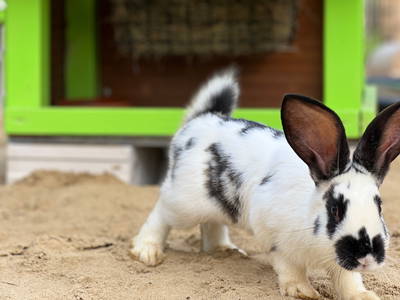 Bild 37 aus  Ferienhof Wübbold