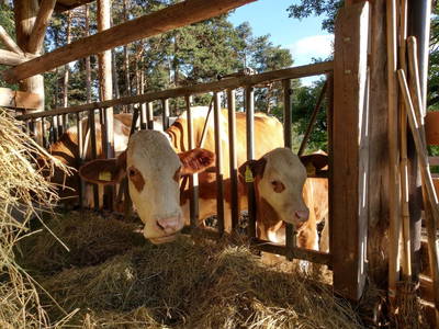 Bild 15 aus  Weberhof - Biobauernhof