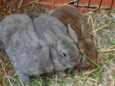 Bild 23 aus  Donauerhof