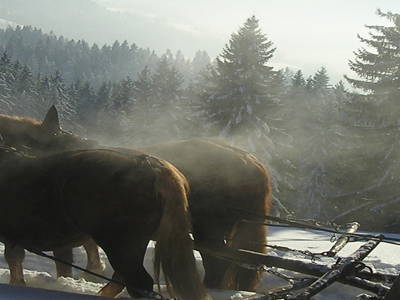 Bild 12 aus  Gästehaus und Biohof Sonnenstatter