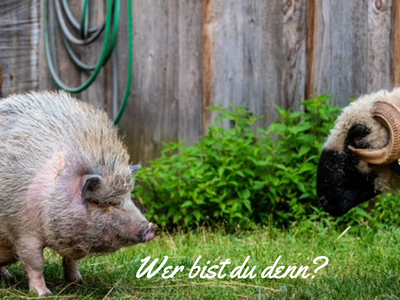 Bild 3 aus  Biobauernhof Peter Anderl Hof