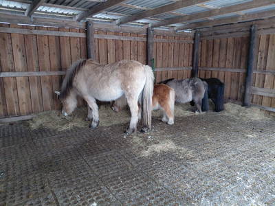 Bild 17 aus  Carstens Ferienhof