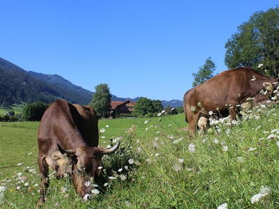 Bild 2 aus  Risthof am Großen Alpsee