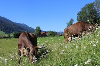 Risthof am Großen Alpsee aus Immenstadt (Allgäu)