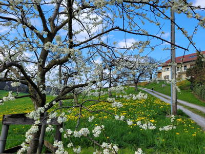 Bild 2 aus  Erholung - Natur pur - Urlaub auf dem Loyerhof