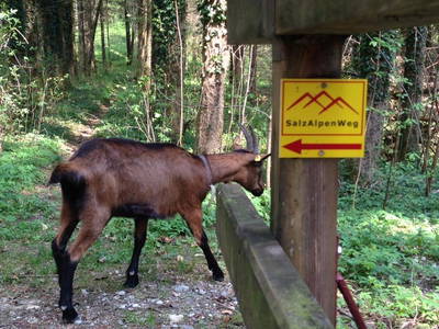 Bild 14 aus  Ferienwohnungen Beim Danner