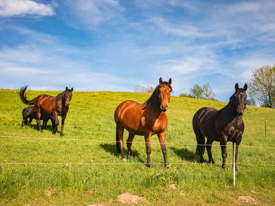 Bild 3 aus  Körnermühle