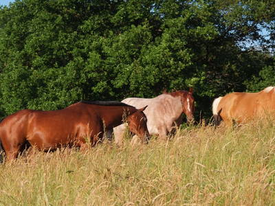 Bild 15 aus  Ferienhäuser Bellana